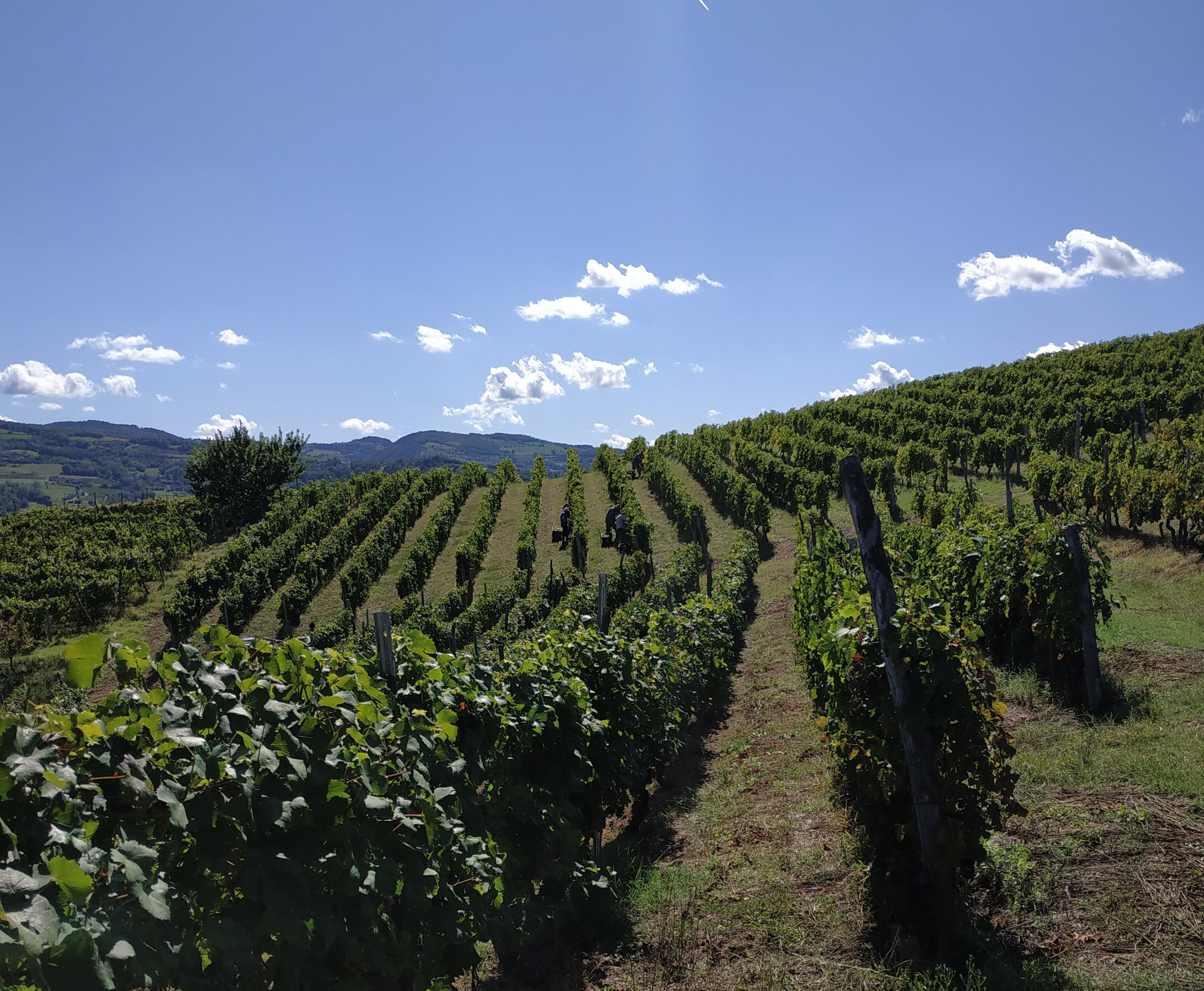 Azienda Agricola Gamba Lorenzo