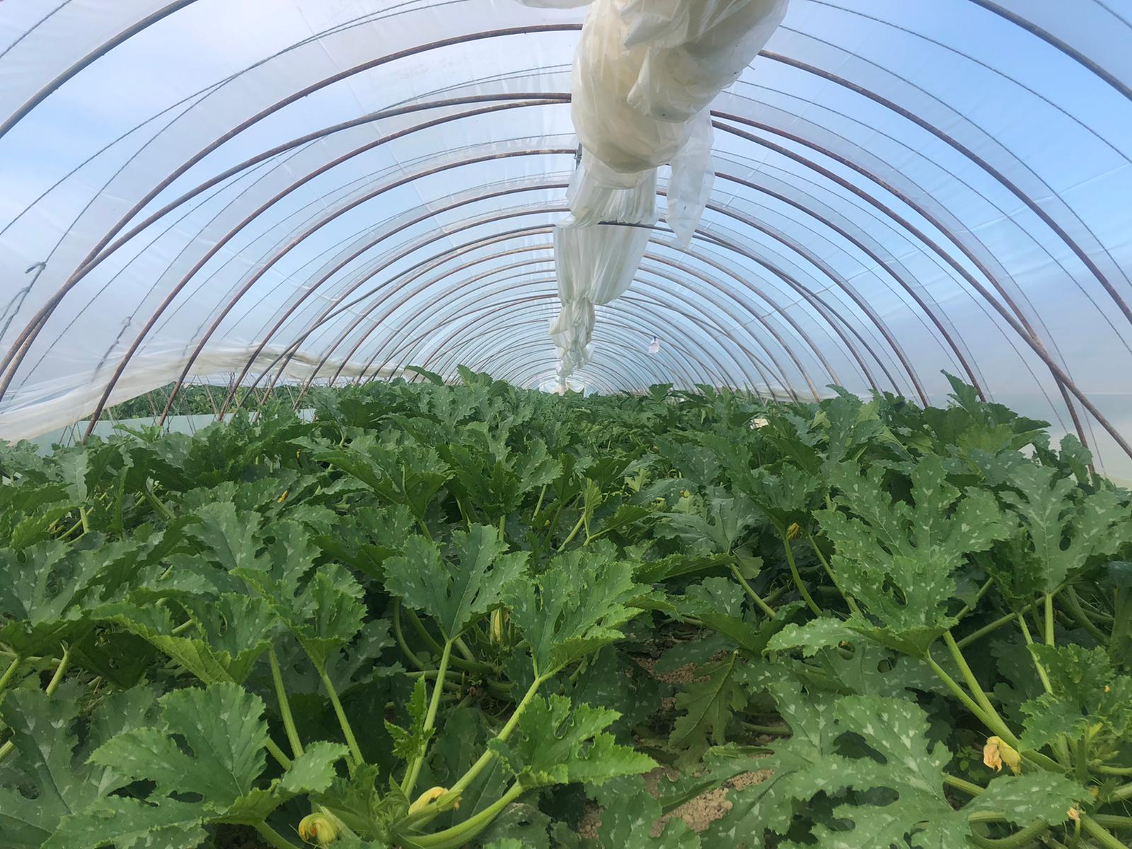 Azienda Agricola Roberto Sodano