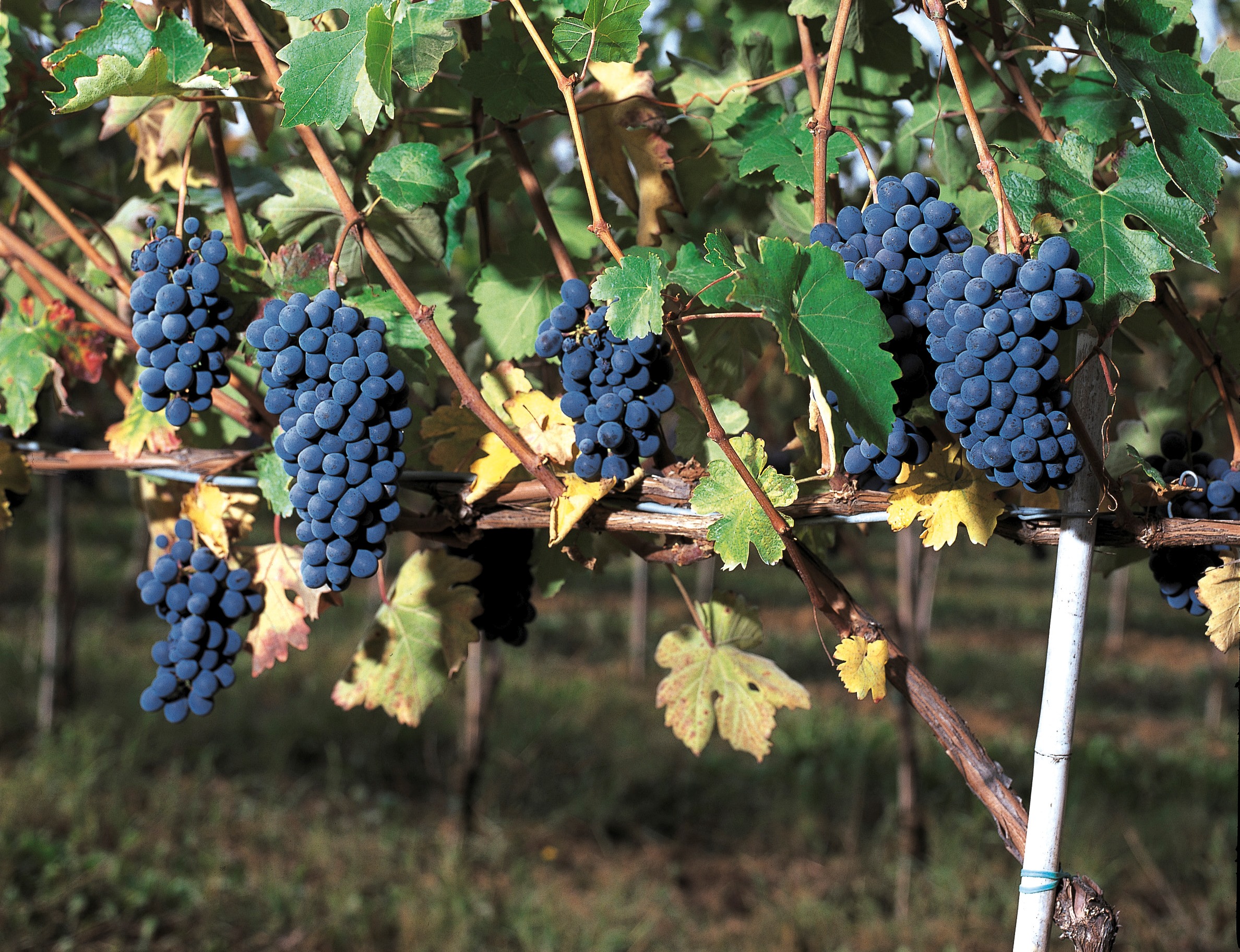 Cantina Sociale Barbera dei Sei Castelli
