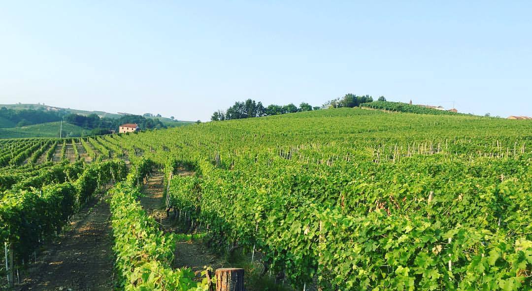 Marco Pesce Vigneti&Cantina