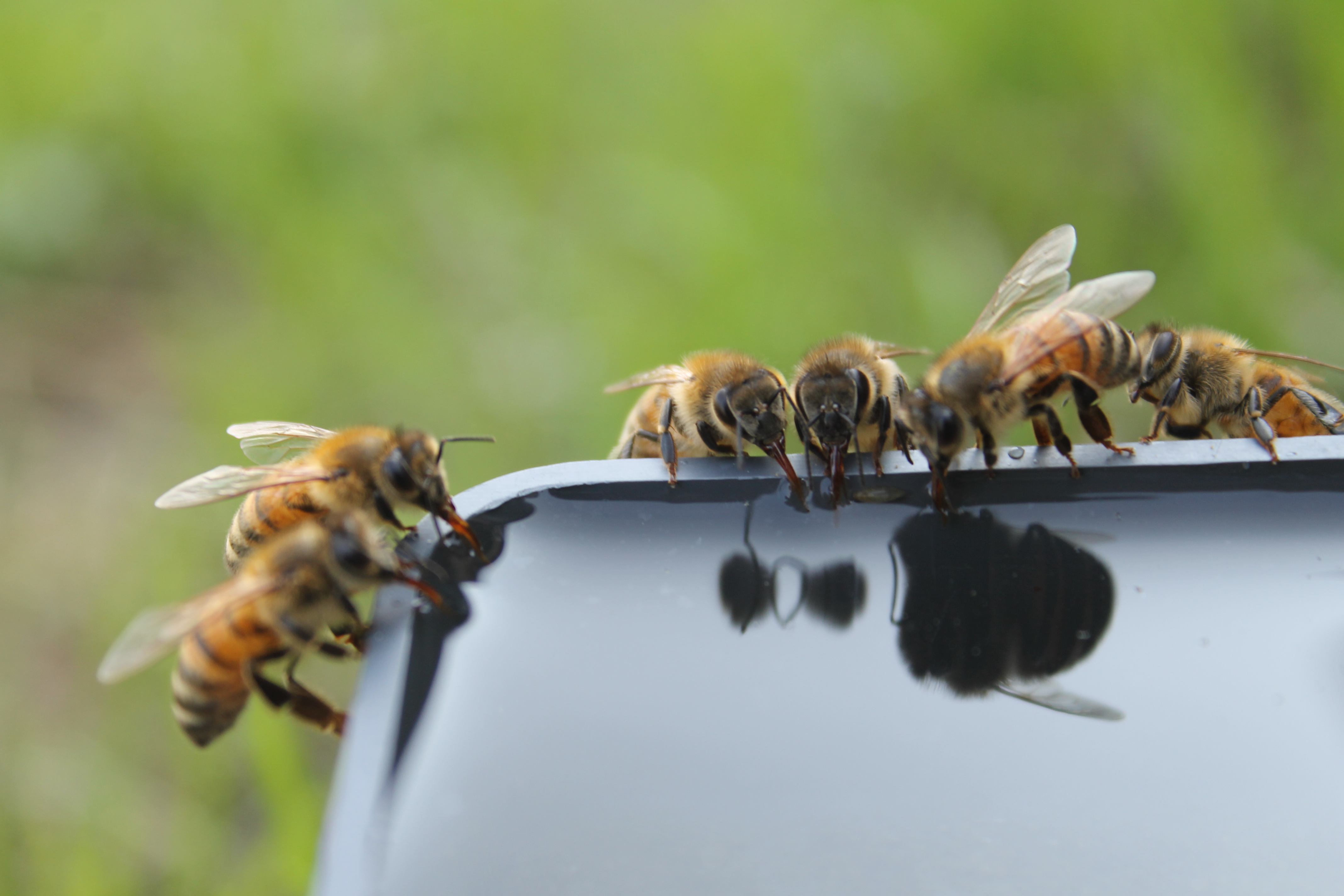 Azienda Agricola Polyagrinova