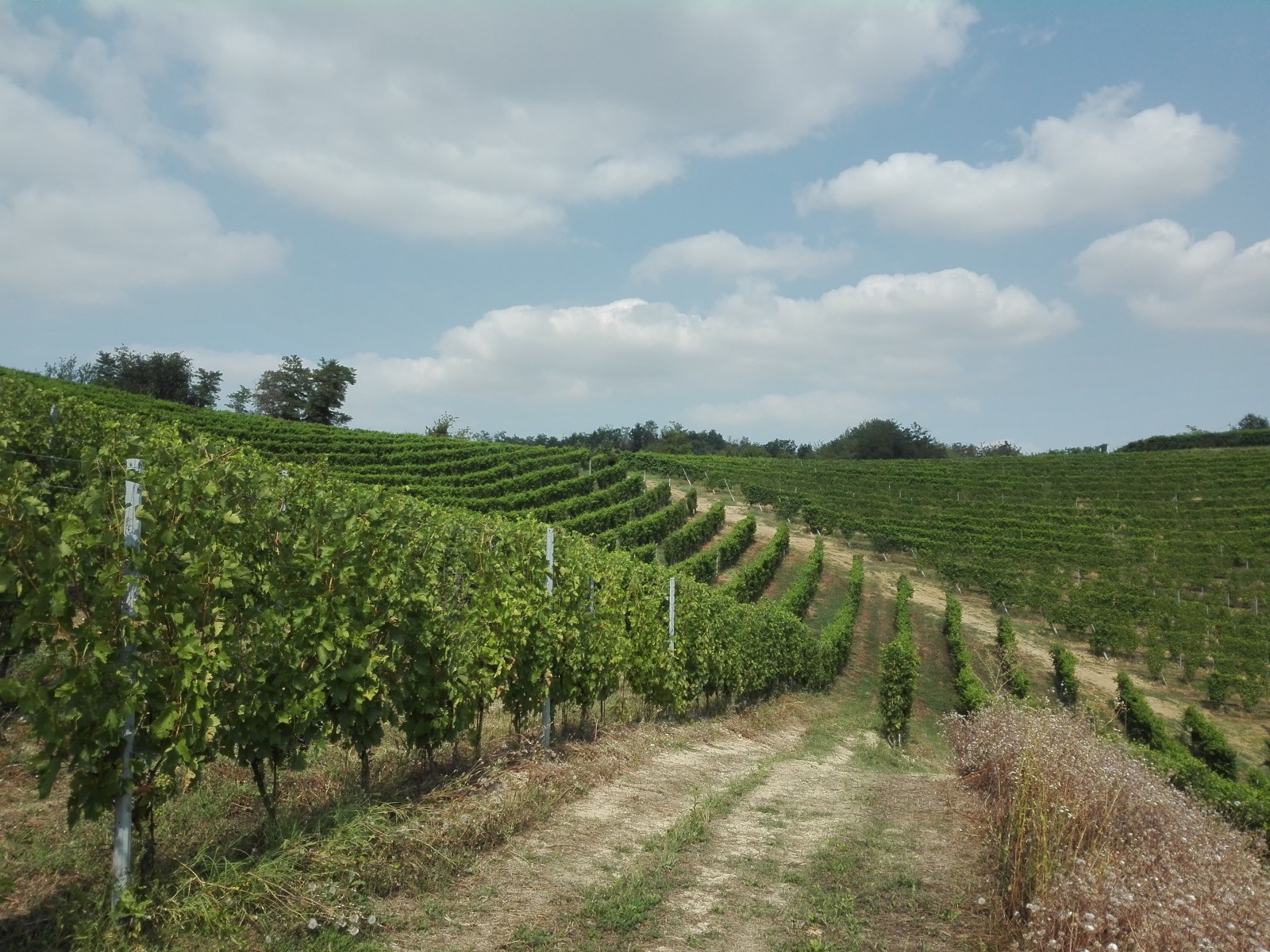 AZIENDA AGRICOLA BIOLOGICA ZOPPI CRISTINA